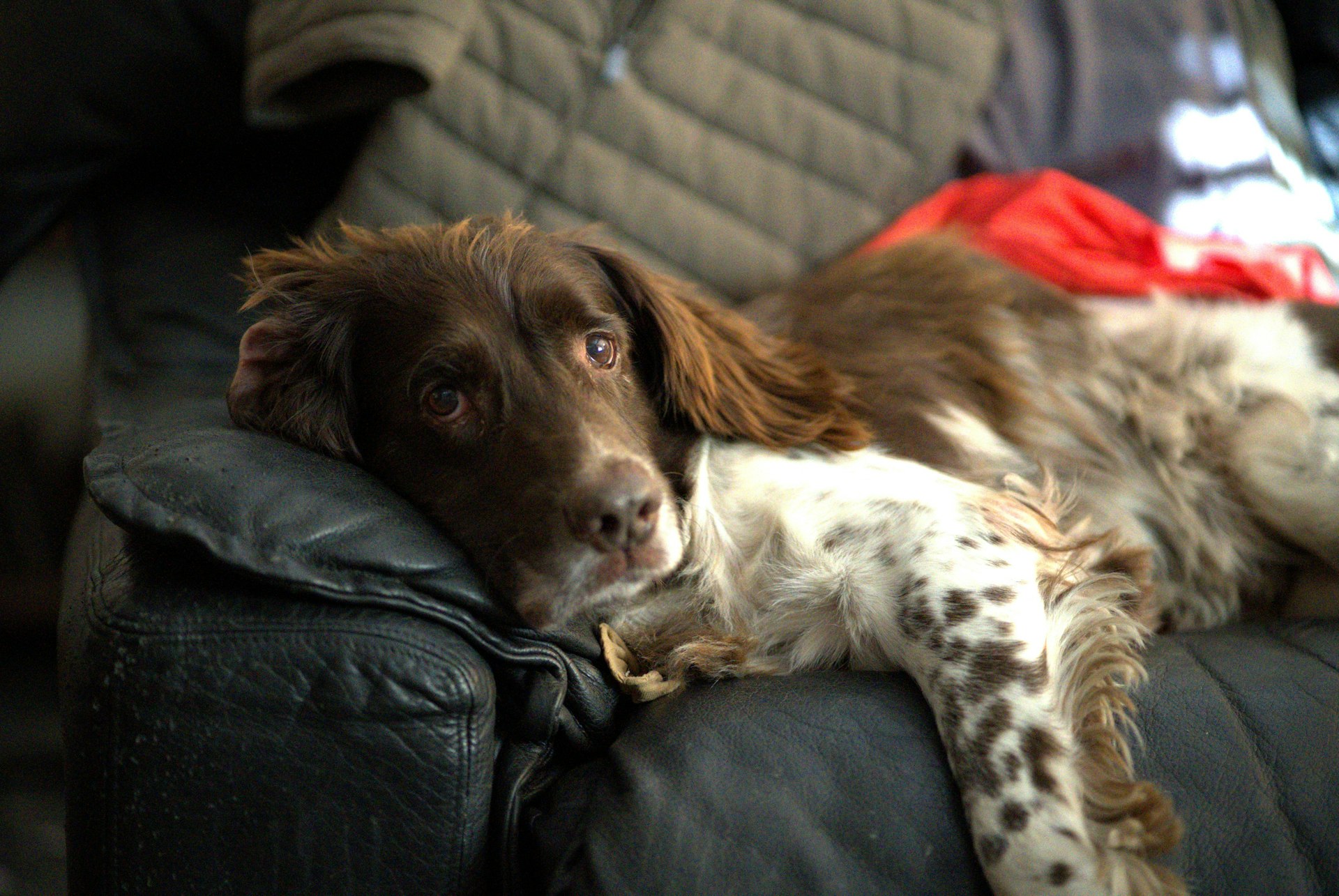 A brown and white dog laying on top of a couch